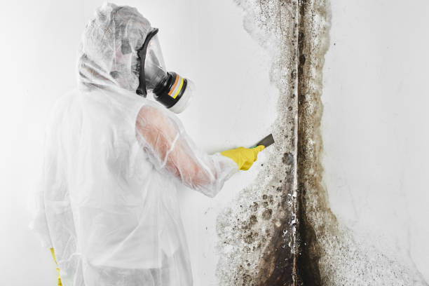 Best Local Mold Removal Service  in Roosevelt, NY