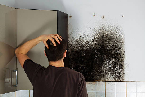 Mold Testing and Removal in Roosevelt, NY